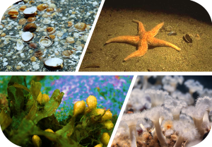 Skjell, sjø-stjerne, tang og sjø-anemoner.